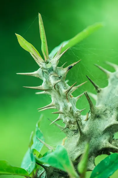 Euphorbia Milii Con Fondo Verde Tailandia — Foto de Stock