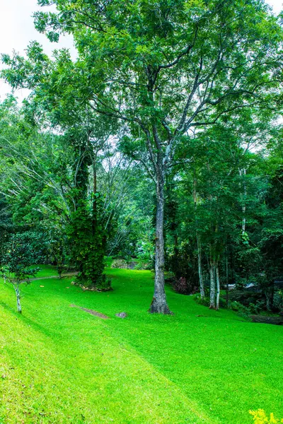 Травяной Двор Джунглями Таиланд — стоковое фото
