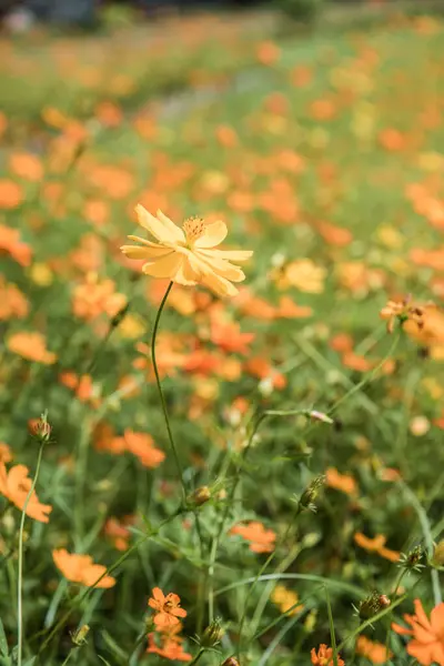 Květina Žlutá Kosmu Zahradě Thajsko — Stock fotografie