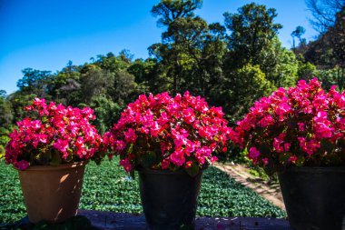 Kışın bahçeli kırmızı çiçekler, Tayland.