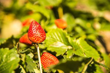 Bitkide taze çilek, Tayland.