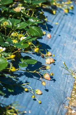 Bitkide taze çilek, Tayland.