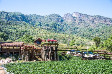 Tayland, Tayland 'da dağdaki bahçe.