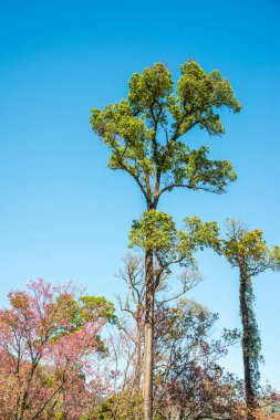 Mavi gökyüzü olan ağaçlar, Tayland.