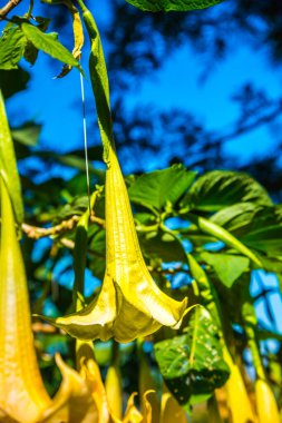 Datura çiçekleri ağaçta, Tayland.