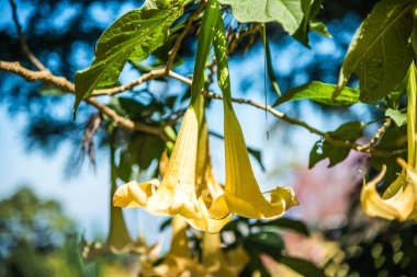 Datura çiçekleri ağaçta, Tayland.