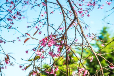 Doğal arka planı olan kiraz ağaçları, Tayland.