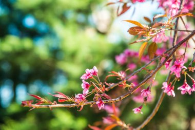 Doğal arka planı olan kiraz ağaçları, Tayland.
