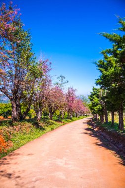 Chiangmai, Tayland 'da kiraz çiçeği parkı..