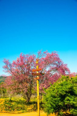 Chiangmai, Tayland 'da kiraz çiçeği parkı..