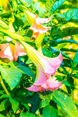 Datura çiçekleri ağaçta, Tayland.
