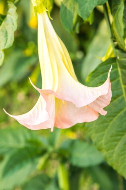 Datura çiçekleri ağaçta, Tayland.