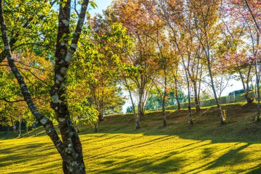 Chiangmai, Tayland 'da kiraz çiçeği parkı..