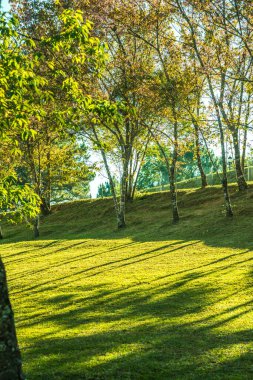 Chiangmai, Tayland 'da kiraz çiçeği parkı..