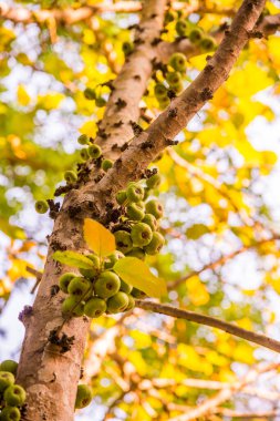 Tayland, ormandaki ağaçta yeşil meyveler.