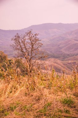 Tayland 'ın Phayao eyaletindeki dağ manzarası.