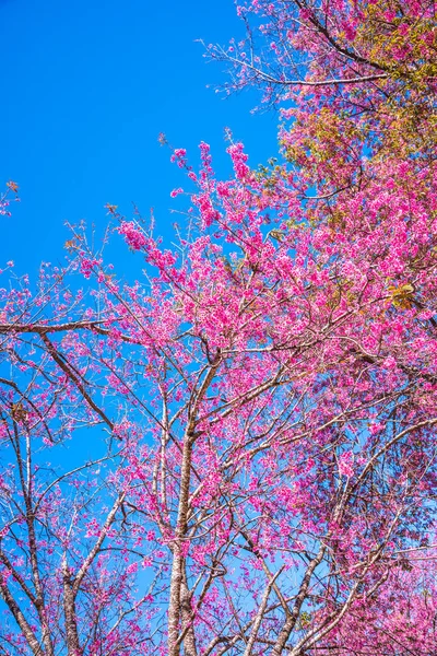 Kirschblütenbäume Mit Blauem Himmel Thailand — Stockfoto