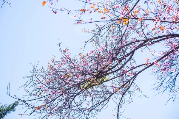 Drzewa Wiśni Błękitnym Niebem Tajlandia — Zdjęcie stockowe