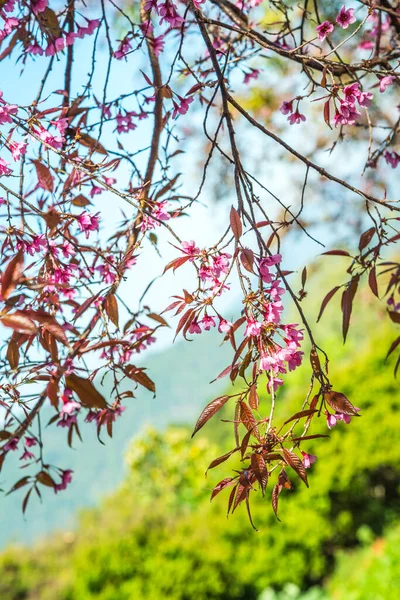 Cherry Blossom Trees Natural Background Thailand — Stock Photo, Image