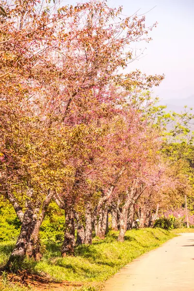 Chiangmai Tayland Kiraz Çiçeği Parkı — Stok fotoğraf