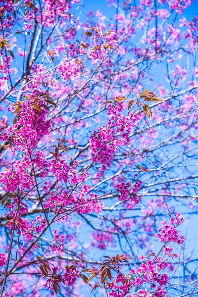 Pozadí Cherry Blossom Květiny Thajsko — Stock fotografie