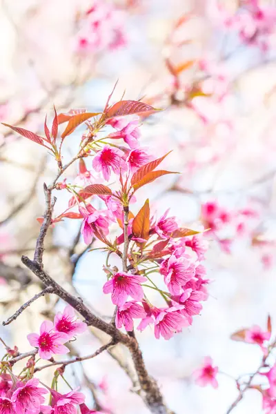 Close Cherry Blossom Flowers Thailand — Stock Photo, Image