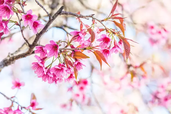 Close Cherry Blossom Flowers Thailand — Stock Photo, Image