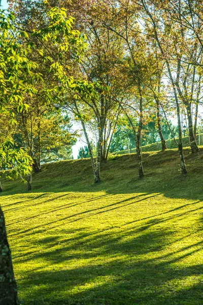 Chiangmai, Tayland 'da kiraz çiçeği parkı..