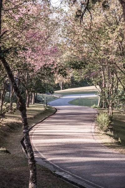 stock image Cherry blossom park at Chiangmai province, Thailand.