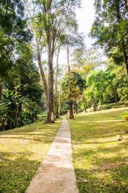 Tayland 'daki milli parkın manzarası.