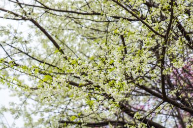 Khun Wang Kraliyet Projesi 'nde Himalaya kiraz çiçekleri, Tayland.