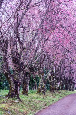 Wild Himalayan Cherry in Khun Wang royal project, Thailand.