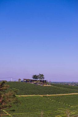 Çay plantasyon içinde Chiang rai Eyaleti, Tayland.