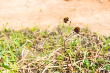 Tayland 'da kurak bir çiçek..