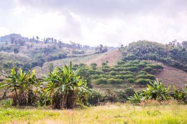 Tayland Phu Langka Ulusal Parkı 'nda güzel bir manzara..