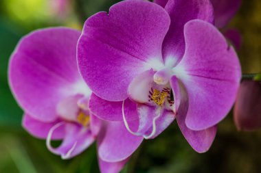 Parktaki Violet orkidesi, Tayland.