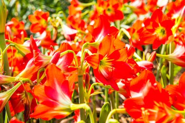 Amaryllis çiçekleri parkta, Tayland.