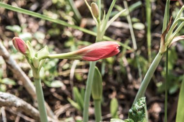 Amaryllis çiçekleri parkta, Tayland.