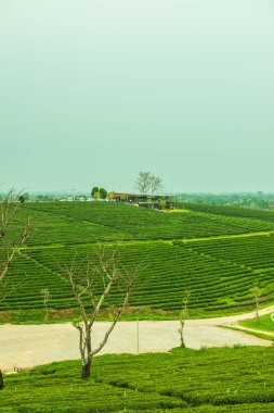 Tayland, Tayland 'da çay çiftliği.