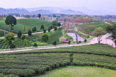 Tayland, Tayland 'da çay çiftliği.