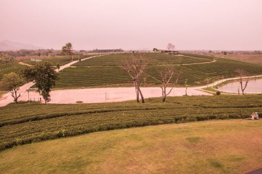Tayland, Tayland 'da çay çiftliği.