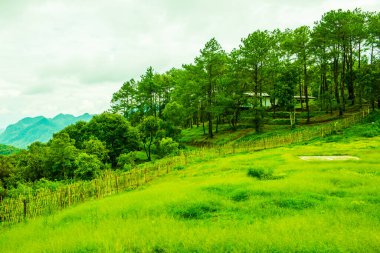 Tayland 'ın Chiangmai bölgesindeki dağ manzarası..