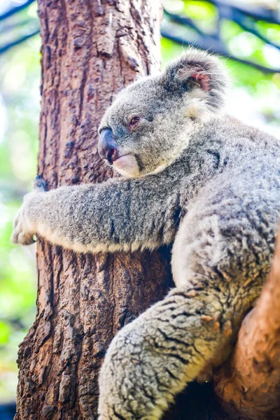 Koala Auf Baum Thailand — Stockfoto