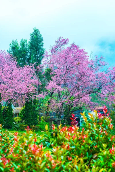Wild Himalayan Cherry Khun Wang Royal Project Thailand — Stock Photo, Image
