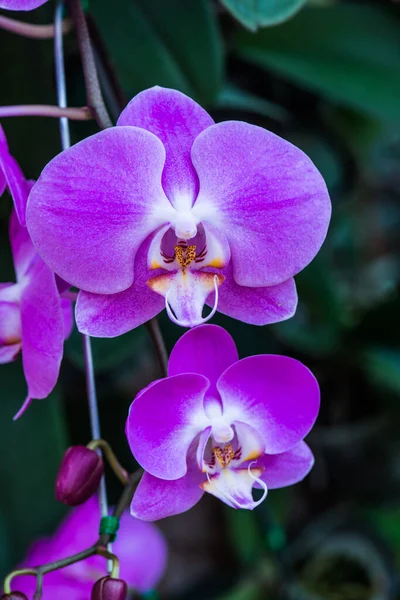 Parktaki Violet Orkidesi Tayland — Stok fotoğraf
