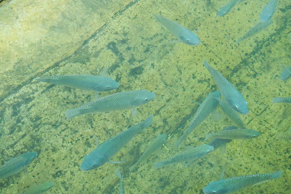 泰国尼罗河罗非鱼在水里 — 图库照片