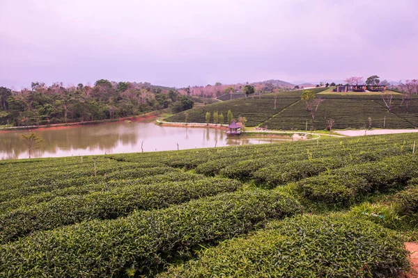 Plantação Chá Tailandia Tailândia — Fotografia de Stock