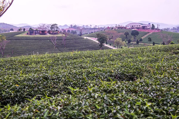 Teeplantage Thai Thailand — Stockfoto