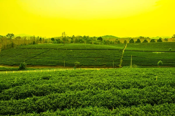 Plantação Chá Tailandia Tailândia — Fotografia de Stock