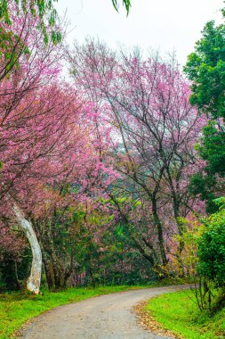 Kuhn Wang kraliyet projesinde küçük yolu olan vahşi Himalaya kiraz çiçekleri, Tayland.